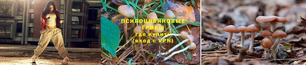 apvp Алексин