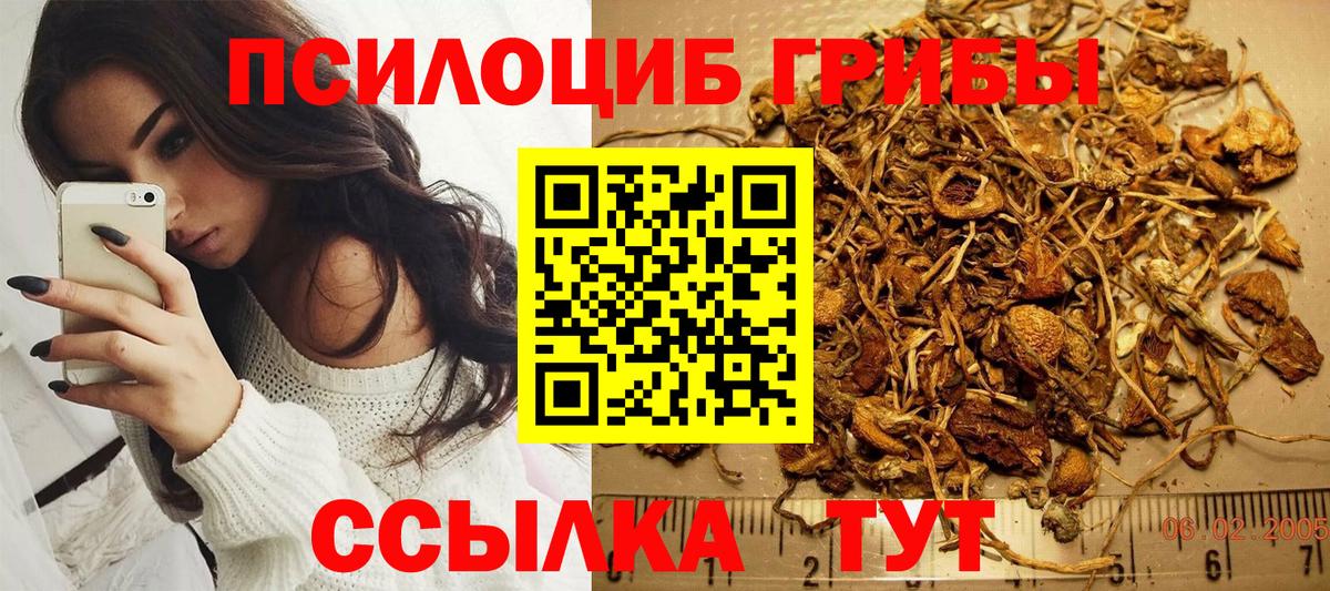Галлюциногенные грибы Psilocybine cubensis Кудрово